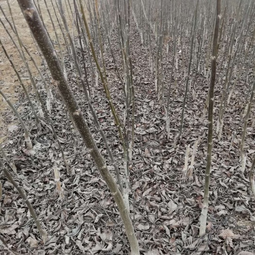 平邑县薄皮核桃苗 苗圃基地直供，现挖现发，成活率高达百分之九十九
