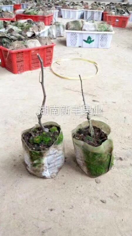 祁东县中秋酥脆枣苗 