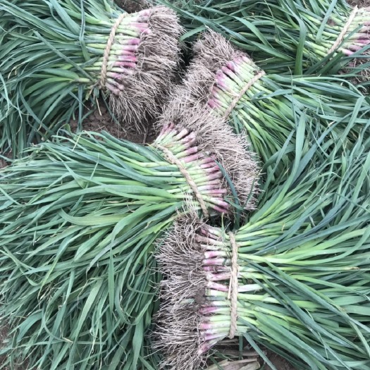 盐城红根蒜苗 60 - 70cm