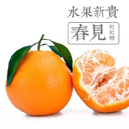 蒲江县耙耙柑 ＞8cm 4两以上 