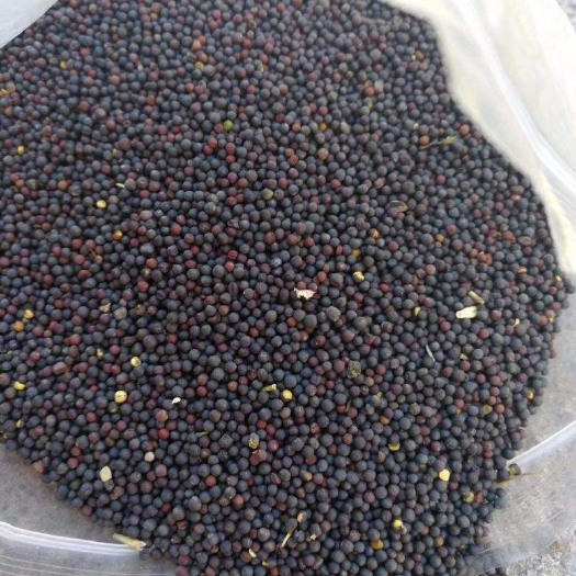 大荔县油菜籽 