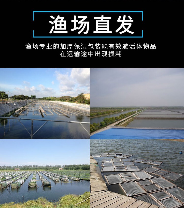 银鳕鱼苗 
