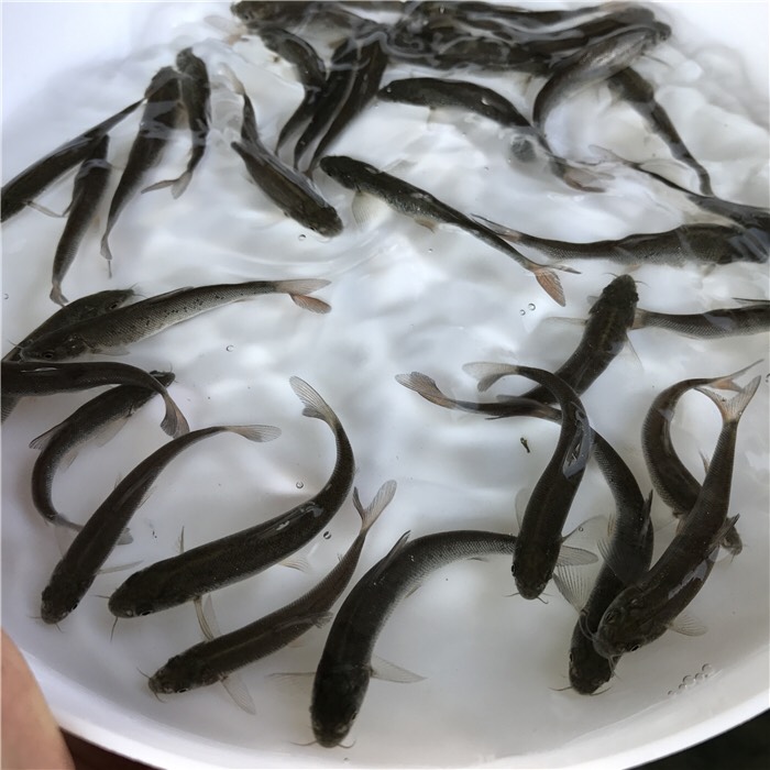 银鳕鱼苗 