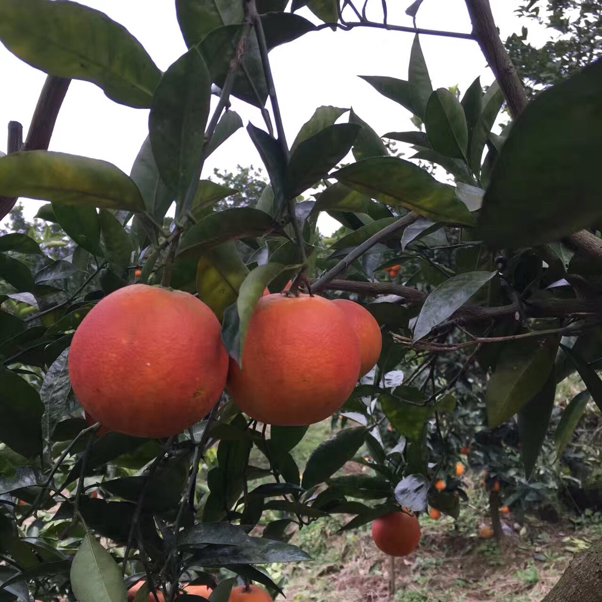 塔罗科血橙 4-8两 75 - 80mm 
