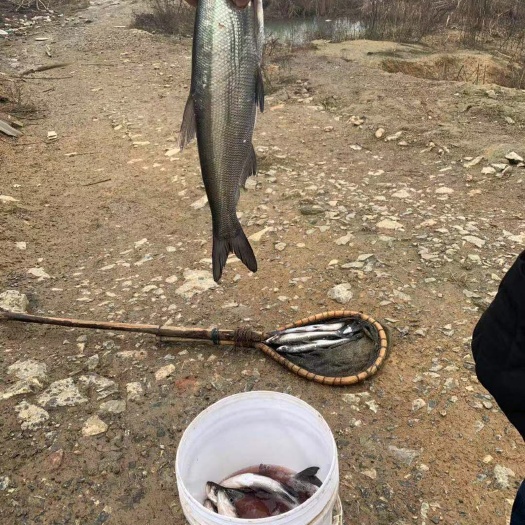 武汉鲤鱼 