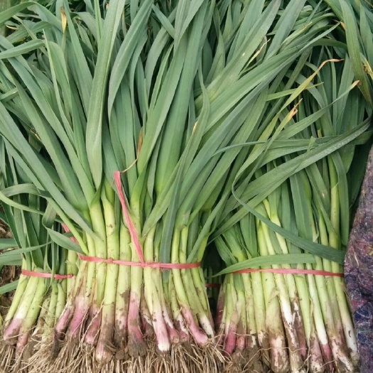 延津县红根蒜苗 50 - 60cm 