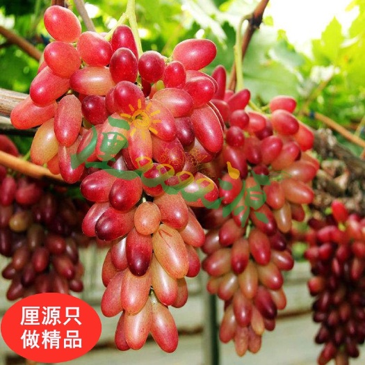 沭阳县葡之梦葡萄苗 南北皆适宜种植