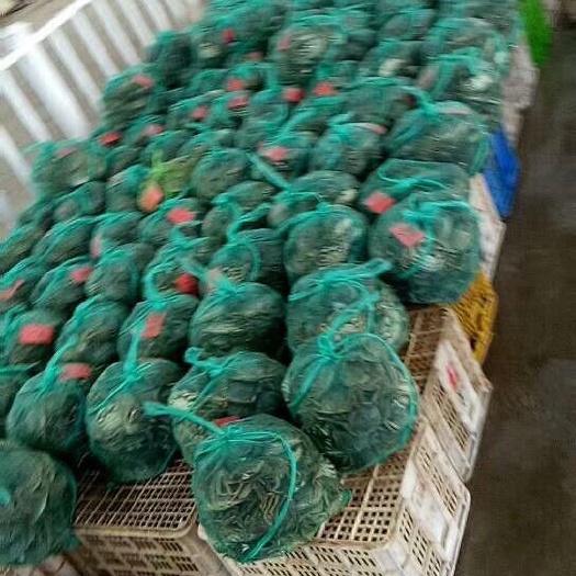 仙桃大闸蟹 统货 2.0-2.5两 
