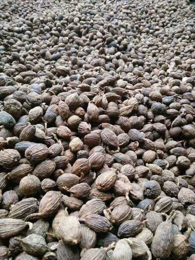 草果 