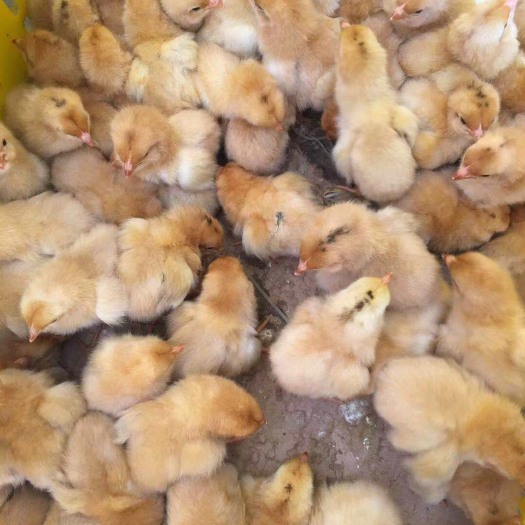 广州三黄鸡苗 