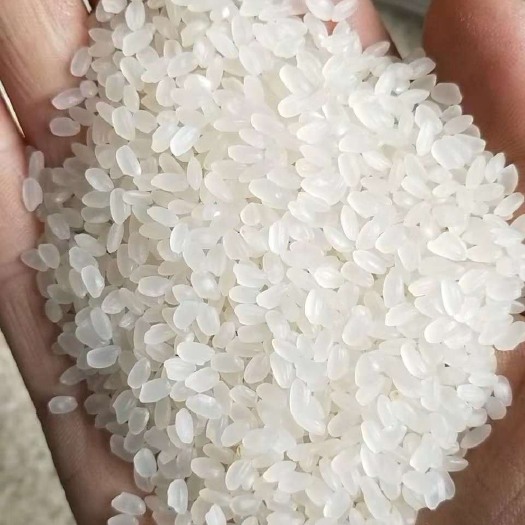 沛县东北大米 一等品 晚稻 粳米 