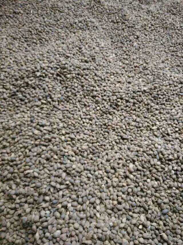 草果 