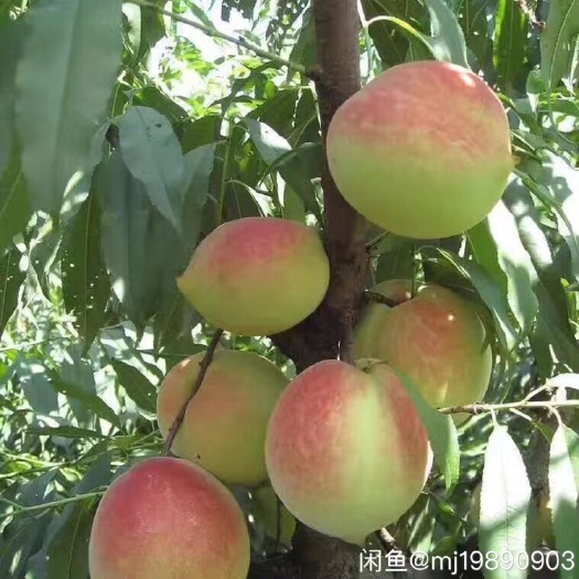 翁源县鹰嘴蜜桃苗 1~1.5米 