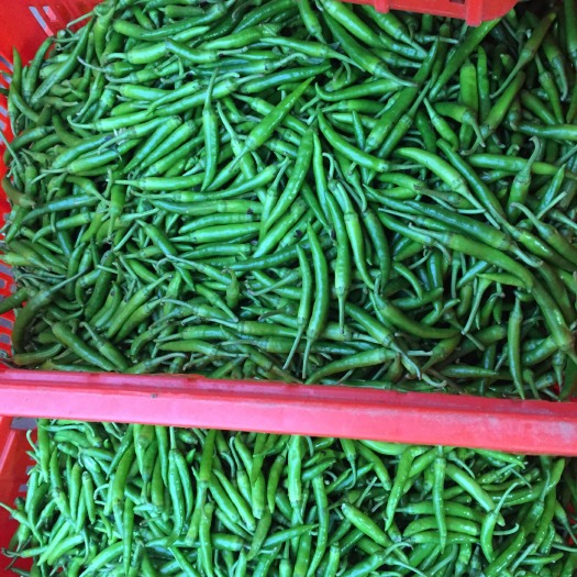杭州小椒 5~10cm 靑色 微辣 
