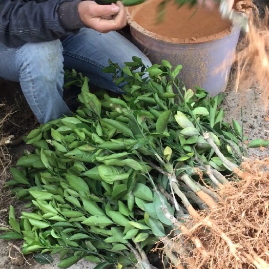 廉江市红江橙苗 嫁接苗 0.5~1米 