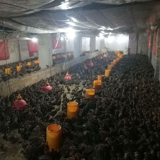 贵阳土鸡苗 贵州血毛土鸡脱温鸡苗