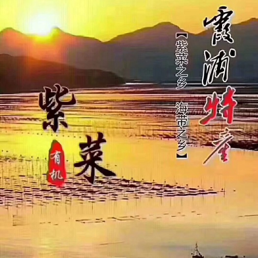 霞浦县霞浦紫菜 头水