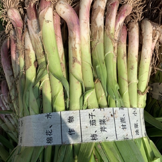 当阳市红根蒜苗 40 - 45cm 