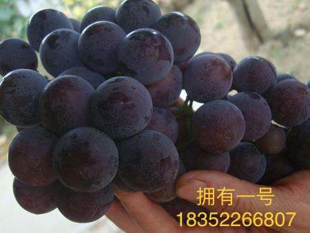 徐州甬优一号葡萄苗  拥有一号一年优质苗根系发达
