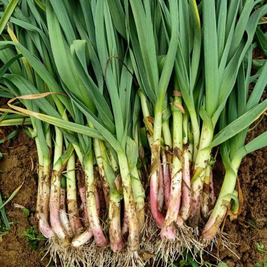 汉中红根蒜苗 40 - 45cm 