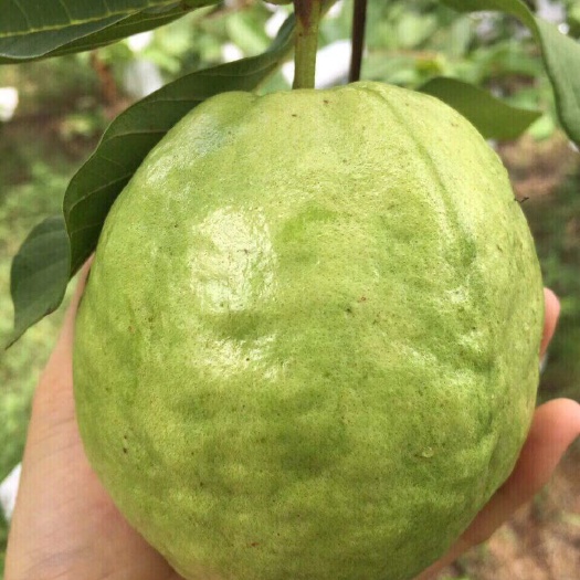 博白县珍珠番石榴 250-300克 