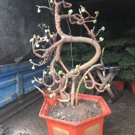 沭阳县万寿菊 
