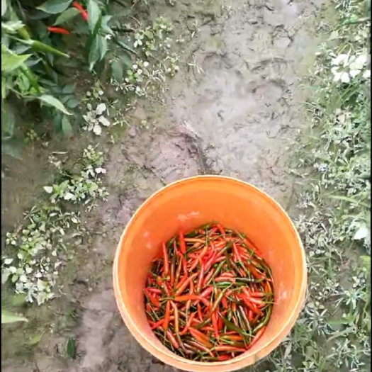 恩平市指天椒 5~10cm 特辣 红色 