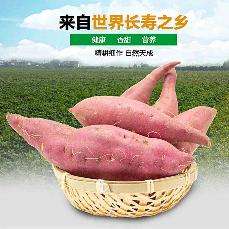  海南澄迈正宗桥头地瓜板栗薯1–2两全国批发零售支持一件代