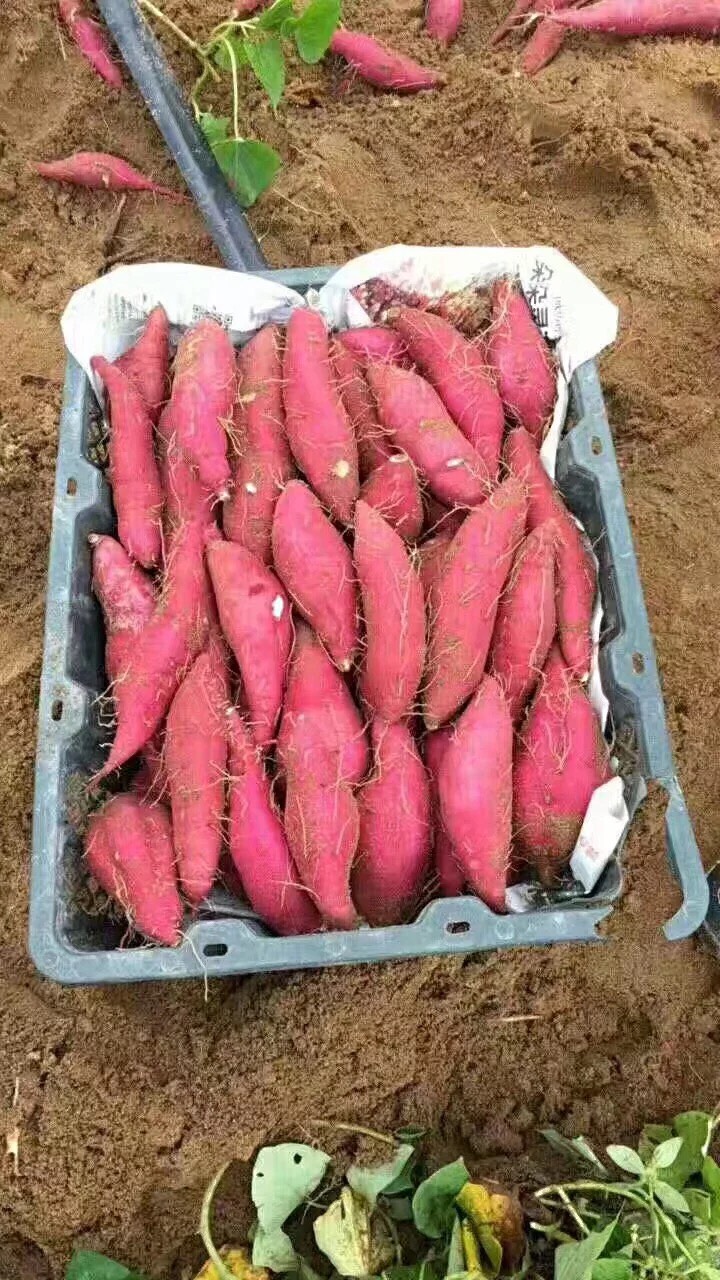  海南澄迈正宗桥头地瓜板栗薯1–2两全国批发零售支持一件代