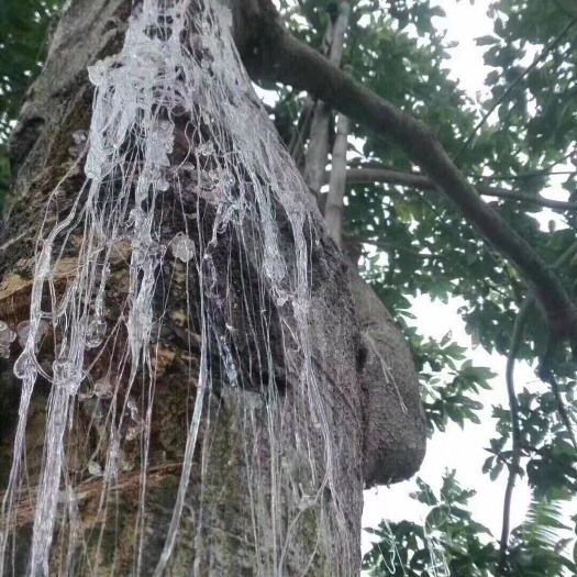 勐腊县雪燕 植物燕窝
