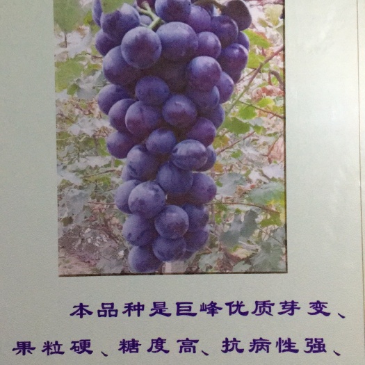 徐州辽峰葡萄苗