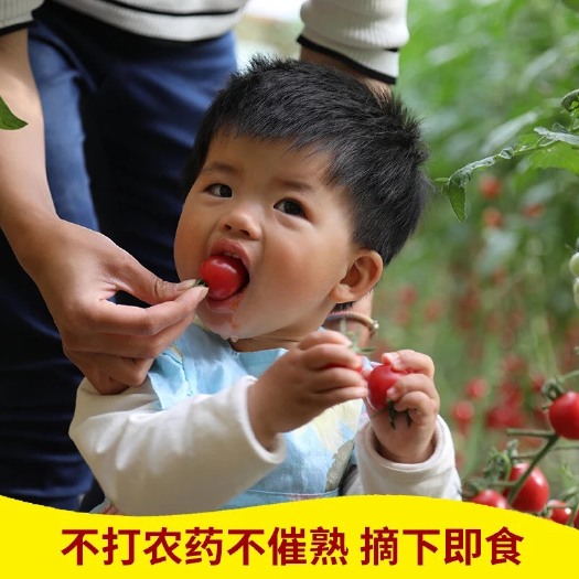 莱西市釜山88圣女果 