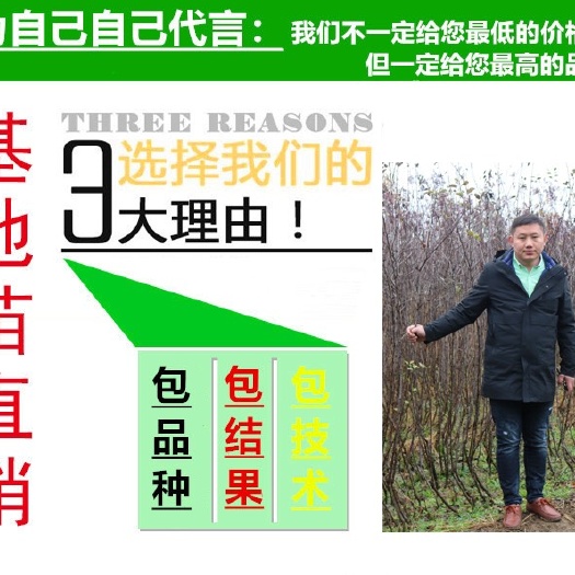 沭阳县红肉苹果树苗 当年挂果，果树脱毒.