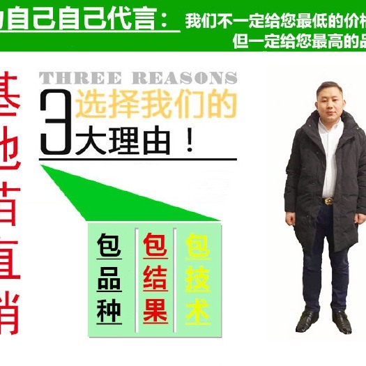 沭阳县红色之爱苹果苗 1.5~2米 