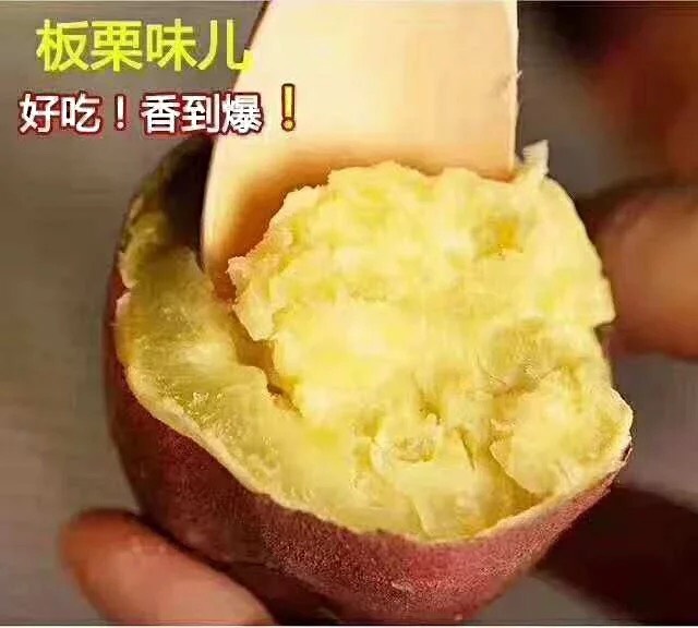  海南澄迈正宗桥头地瓜板栗薯1–2两全国批发零售支持一件代