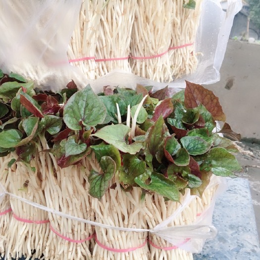 崇州市红茎鱼腥草 