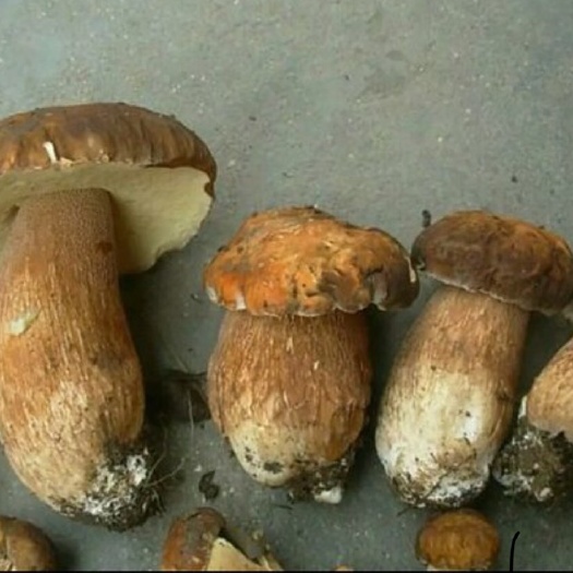 务川县美味牛肝菌 