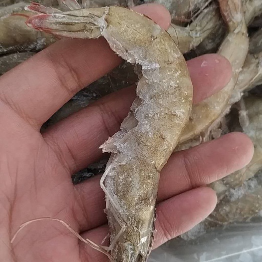 荣成市海米 