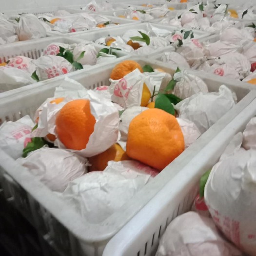 蒲江县 耙耙柑精品高次，口感好，价格优