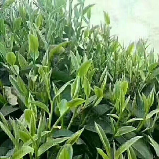 都匀市都匀毛尖 一级 袋装
