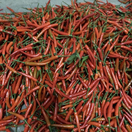 罗定市朝天椒 5~10cm 特辣 红色