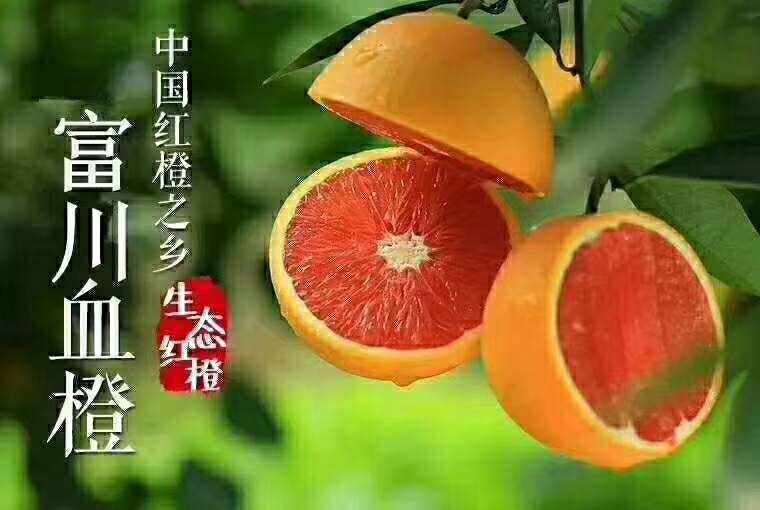 富川县塔罗科血橙 血桔 6 - 6.5cm 3两以上