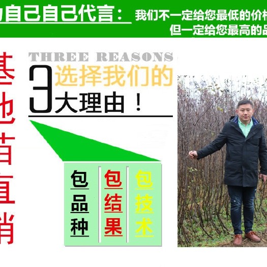 沭阳县冰糖心苹果苗 当年挂果