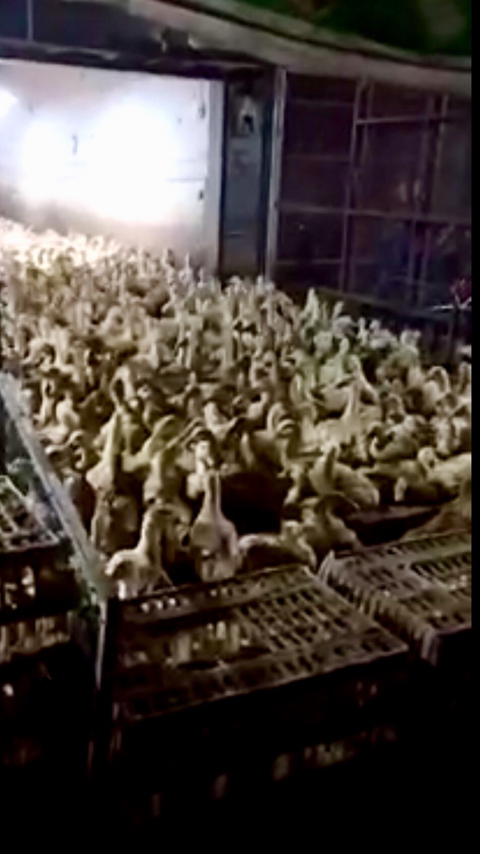 樱桃谷鸭 6-7斤 统货 半圈养半散养 