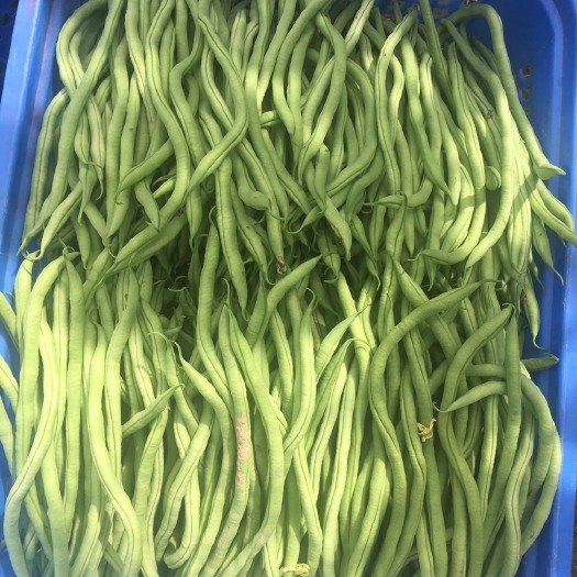 景洪市无筋豆角 40cm以下 