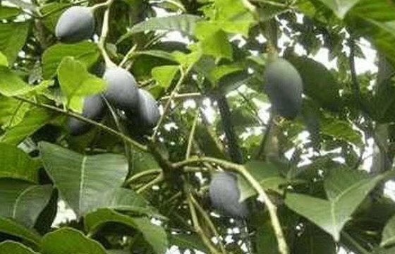 灵山县黑橄榄苗 