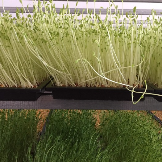 青岛豌豆苗 5-10cm 人工种植 