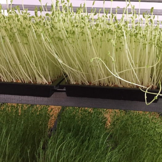 青岛豌豆苗 10-15cm 人工种植 