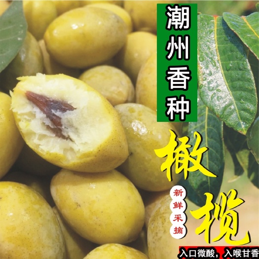 普宁市黄榄 11g以上 