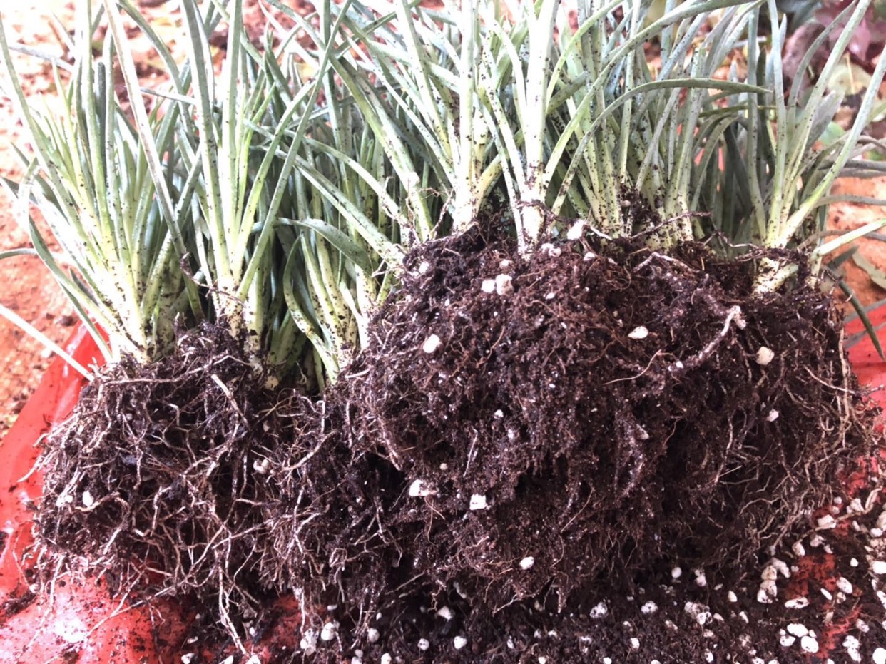康乃馨 100棵起订顺丰包邮云南昆明切花多头花苗石竹花卉种苗